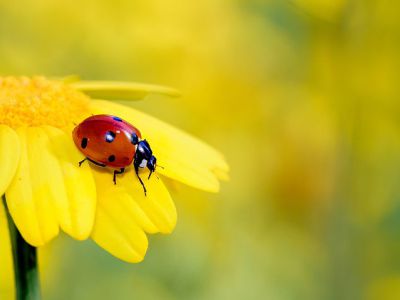 Bild Glückskäfer auf gelber Blume