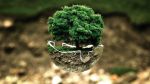 Bild Baum